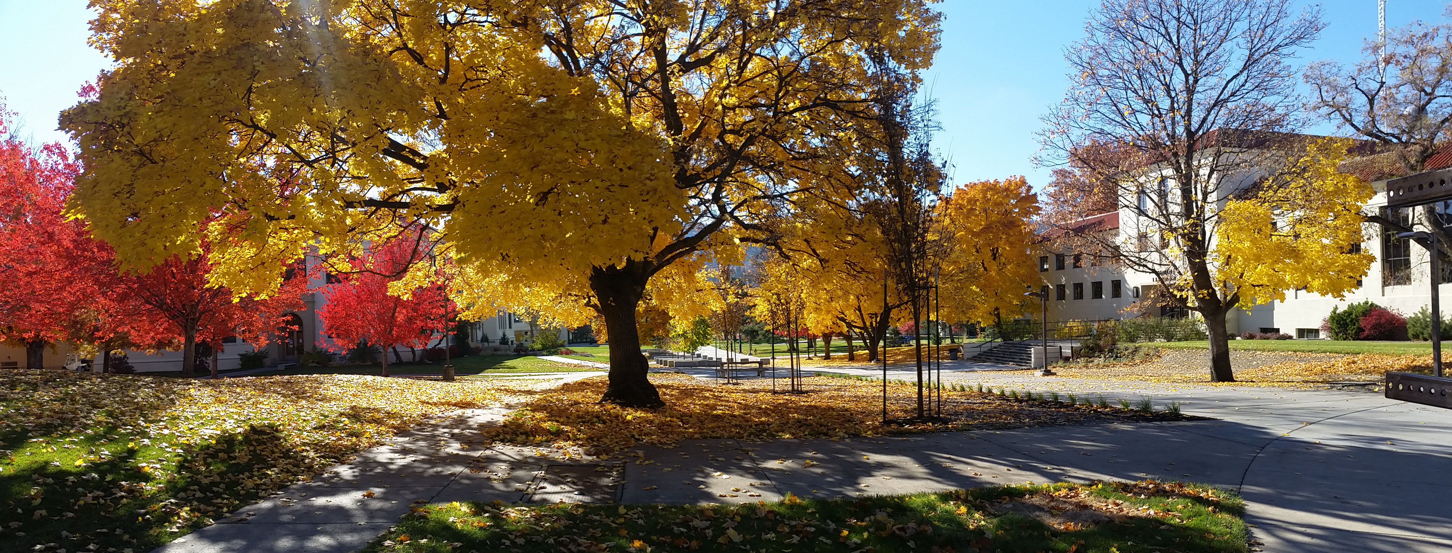 Fall Academis campus in fall – Associated Academic Professionals